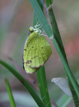 Little Yellow
post-emergence